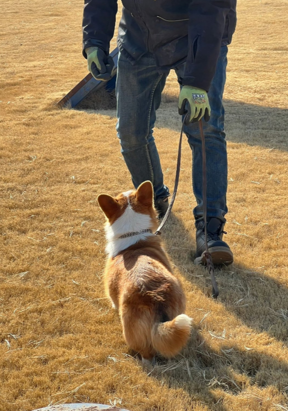 全國第一隻哥基警犬「福仔」日前在山東濰坊一場警營開放日活動中亮相。