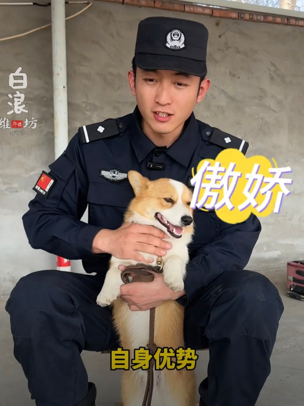 全國第一隻哥基警犬「福仔」日前在山東濰坊一場警營開放日活動中亮相。