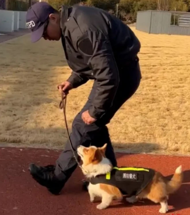 全國第一隻哥基警犬「福仔」日前在山東濰坊一場警營開放日活動中亮相。