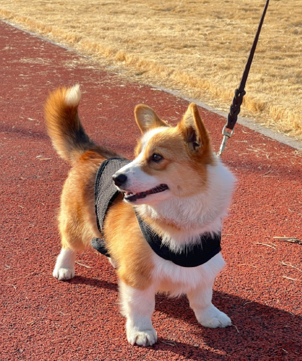 全國第一隻哥基警犬「福仔」日前在山東濰坊一場警營開放日活動中亮相。