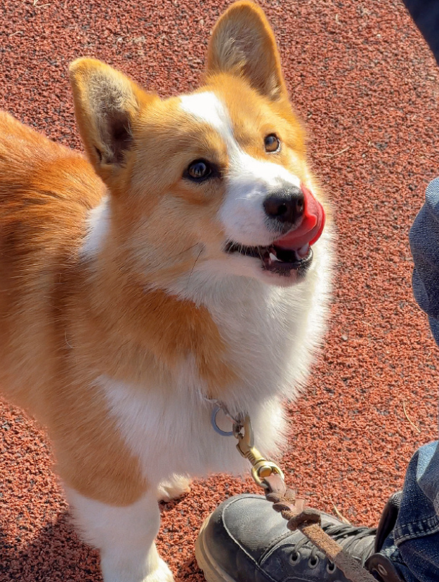 全國第一隻哥基警犬「福仔」日前在山東濰坊一場警營開放日活動中亮相。