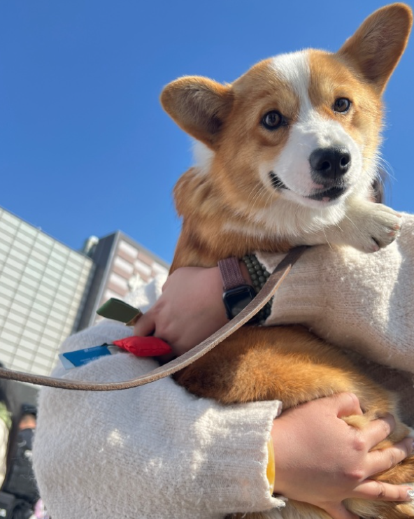 全國第一隻哥基警犬「福仔」日前在山東濰坊一場警營開放日活動中亮相。