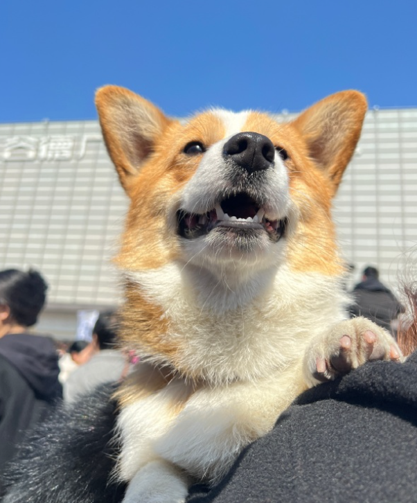 全國第一隻哥基警犬「福仔」日前在山東濰坊一場警營開放日活動中亮相。