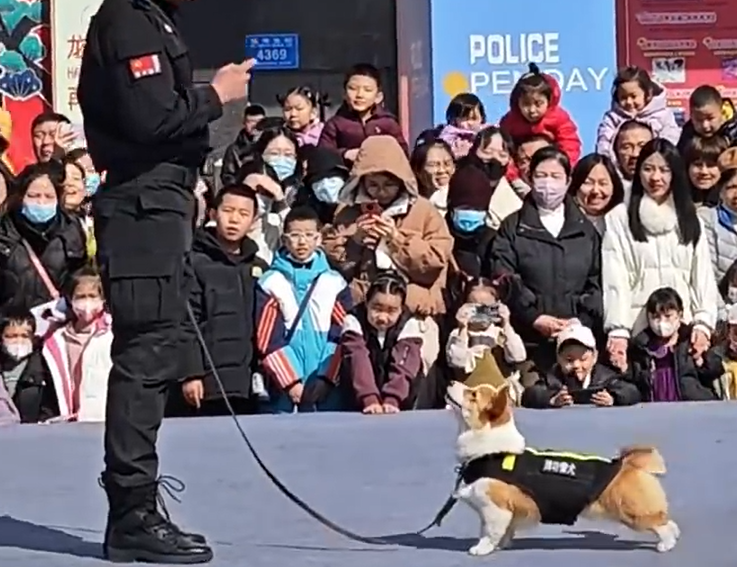 全國第一隻哥基警犬「福仔」日前在山東濰坊一場警營開放日活動中亮相。