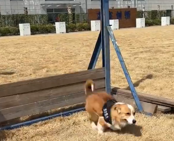 全國第一隻哥基警犬「福仔」日前在山東濰坊一場警營開放日活動中亮相。