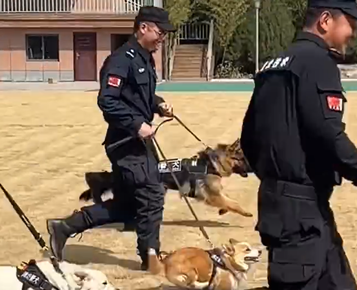 全國第一隻哥基警犬「福仔」日前在山東濰坊一場警營開放日活動中亮相。