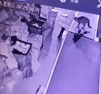 另一隻貓咪則站在高處負責把風,等待搬運同伴全身而退,才跟著離開現場。(bilibili)