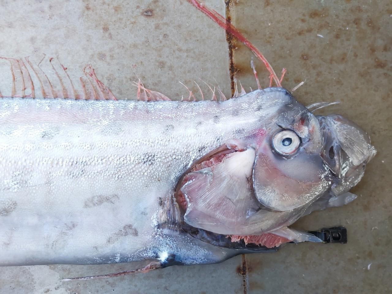 其殘骸頭部輕微受損,但整體算完整。(FB)