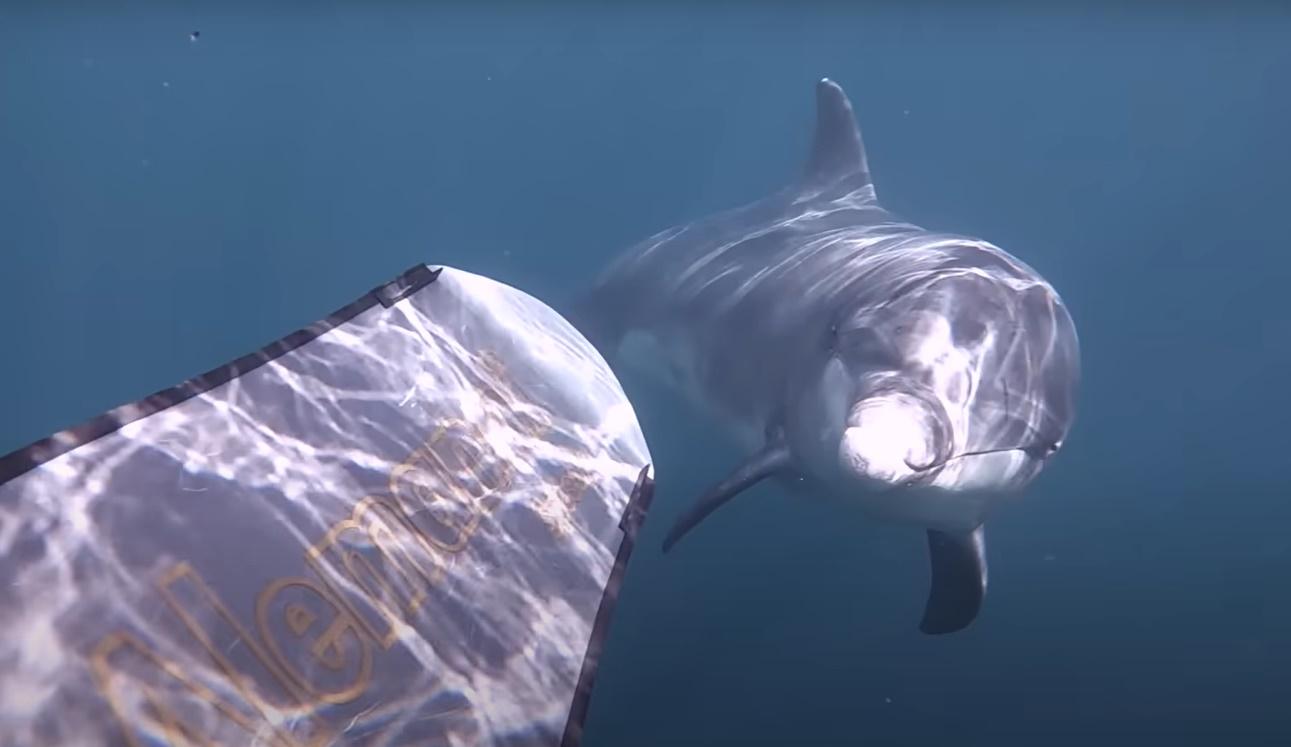 Evan形容Dusty可能是他弄甩了自己的「魚鰭」,立即露出困惑的表情。(YouTube)