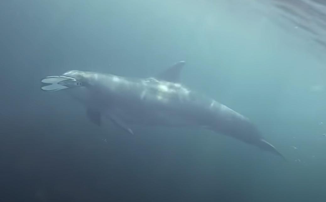 隔日Dusty居然咬著一隻牠在海裡找到的蛙鞋,當作禮物送給Evan。(YouTube)