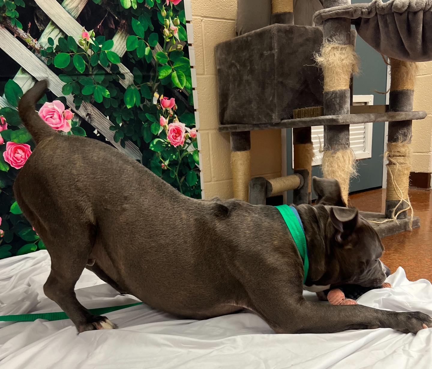 Chester在收容所第353日,收容所為Chester徵求領養。(FB)