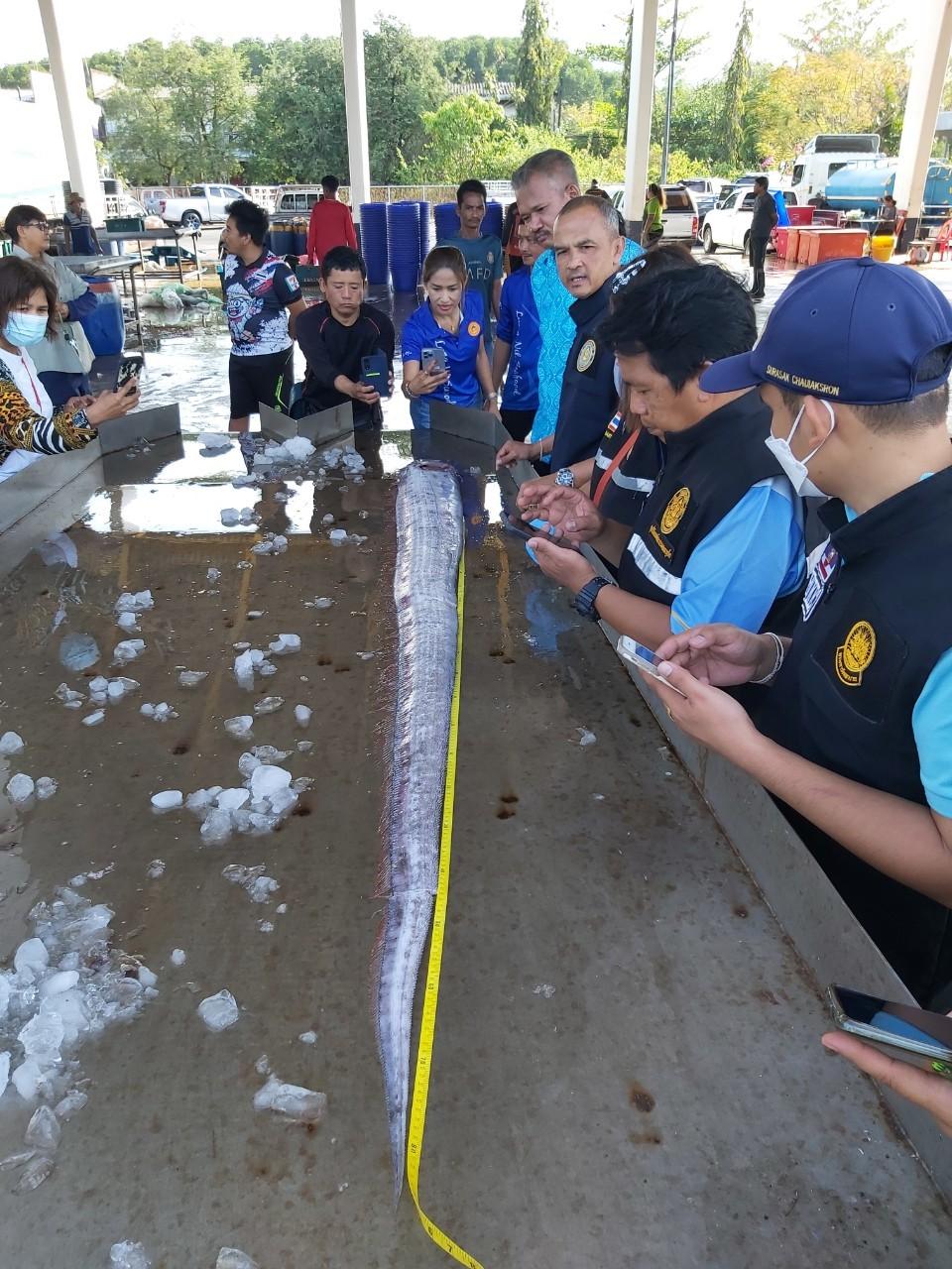 這條皇帶魚身長為2.85米、體重為8.6公斤。(FB)