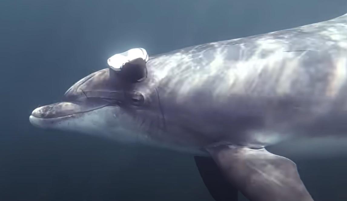 隔日Dusty居然咬著一隻牠在海裡找到的蛙鞋,當作禮物送給Evan。(YouTube)