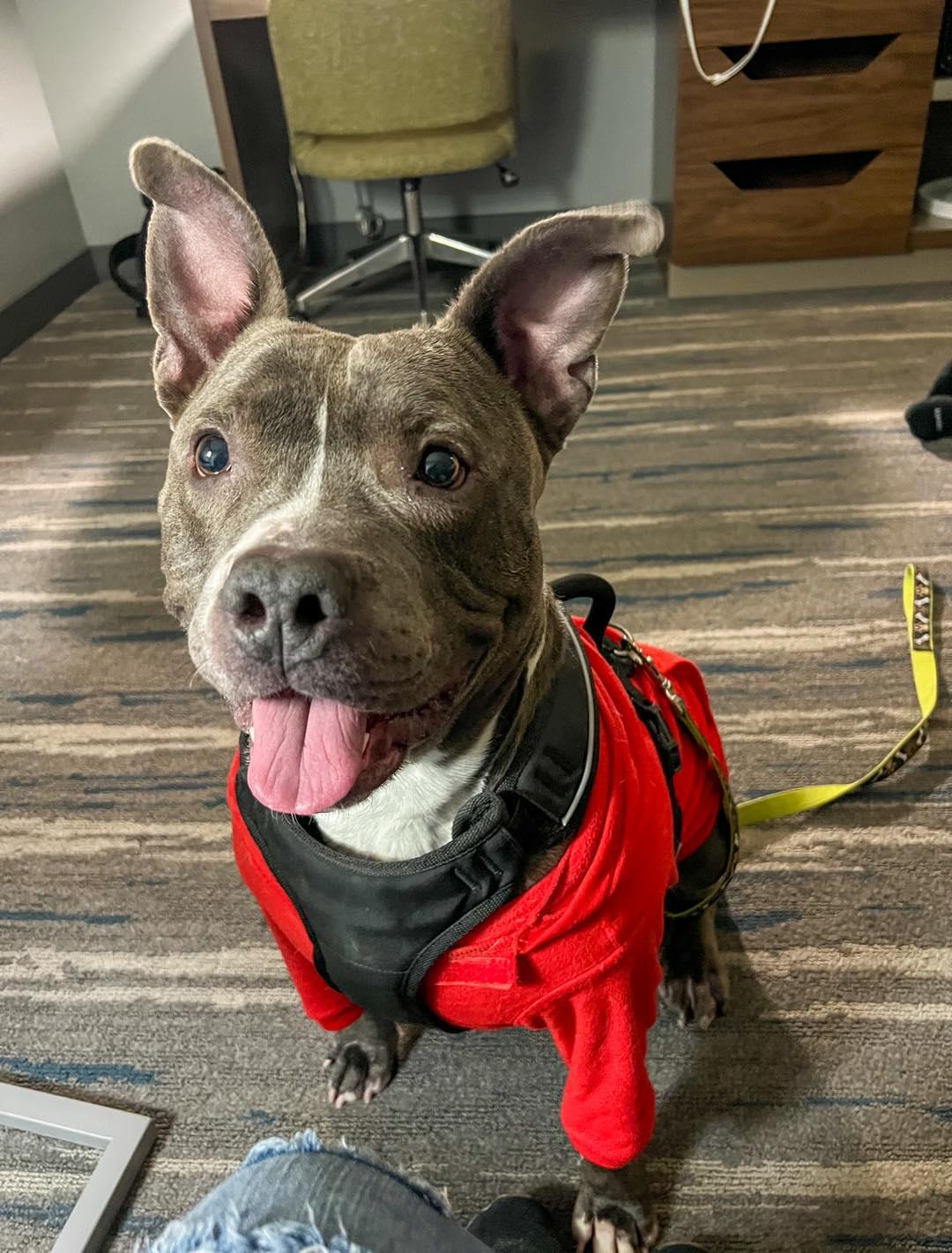 Chester在收容所一年半,收容所獲贊助讓Chester一試Dogcation。(FB)