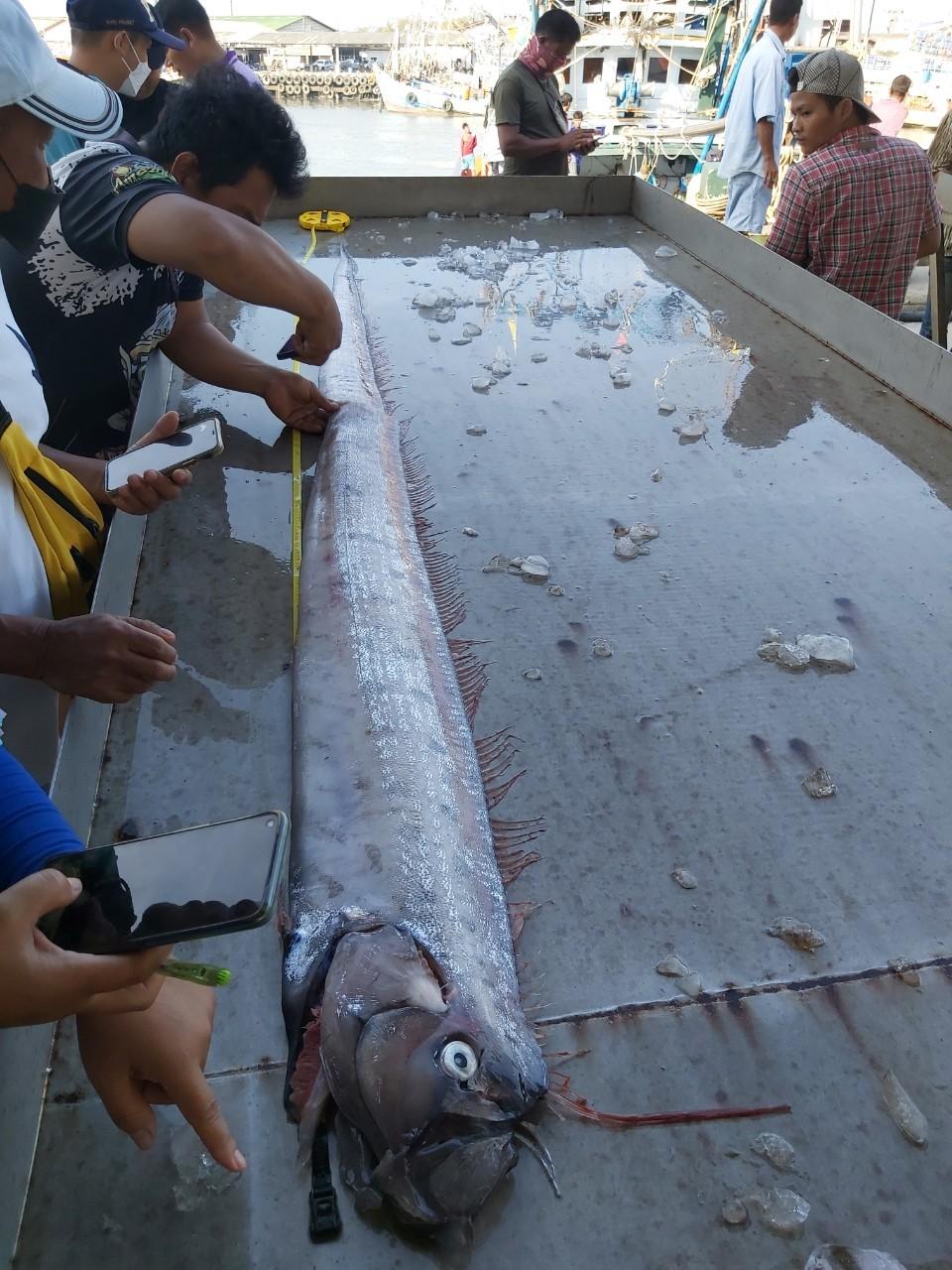 這條皇帶魚身長為2.85米、體重為8.6公斤。(FB)