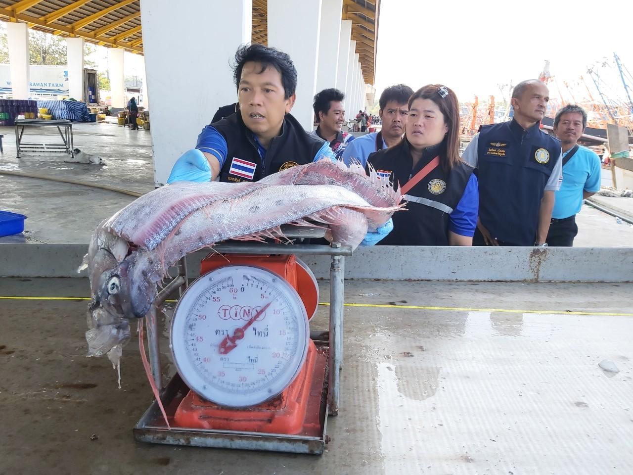 這條皇帶魚身長為2.85米、體重為8.6公斤。(FB)