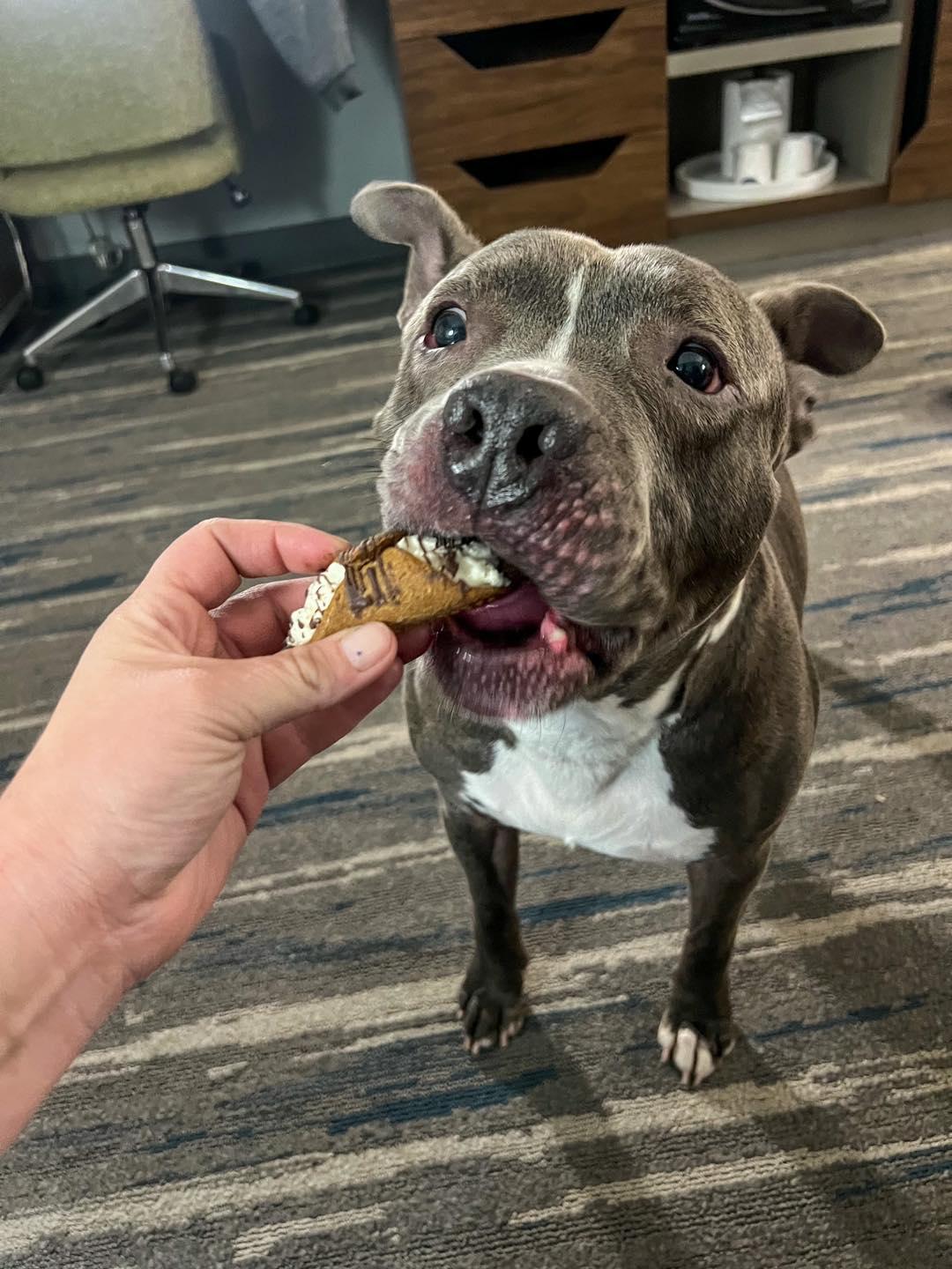 Chester在收容所一年半,收容所獲贊助讓Chester一試Dogcation。(FB)