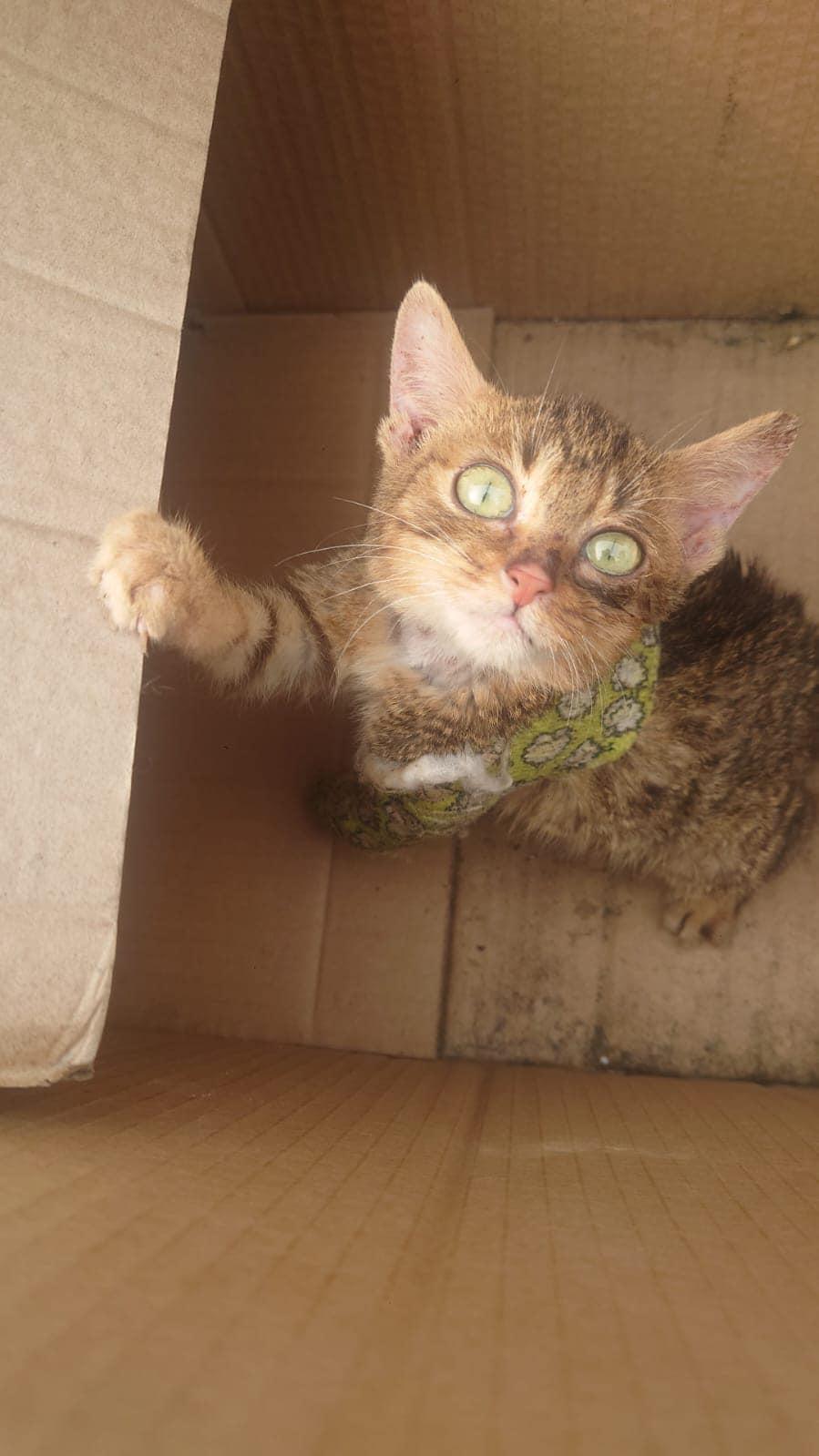 一貓手骨折斷未獲醫治,一狼狗骨瘦如柴。(FB)