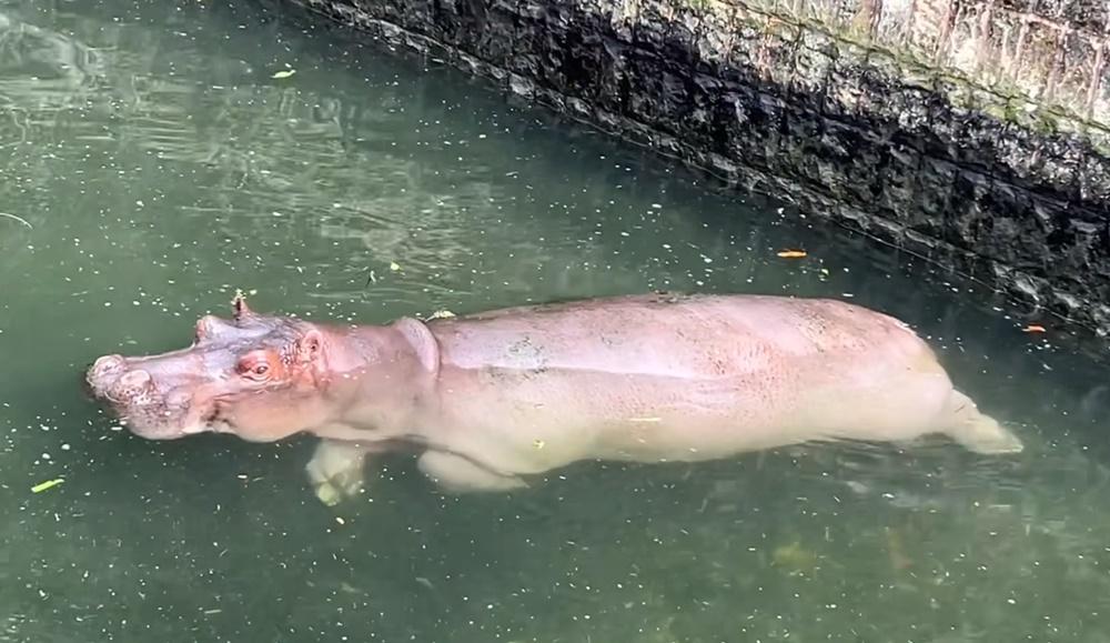 動物園進一步解釋,河馬有時3分鐘後才會換氣,「所以常嚇死遊客」。(FB)