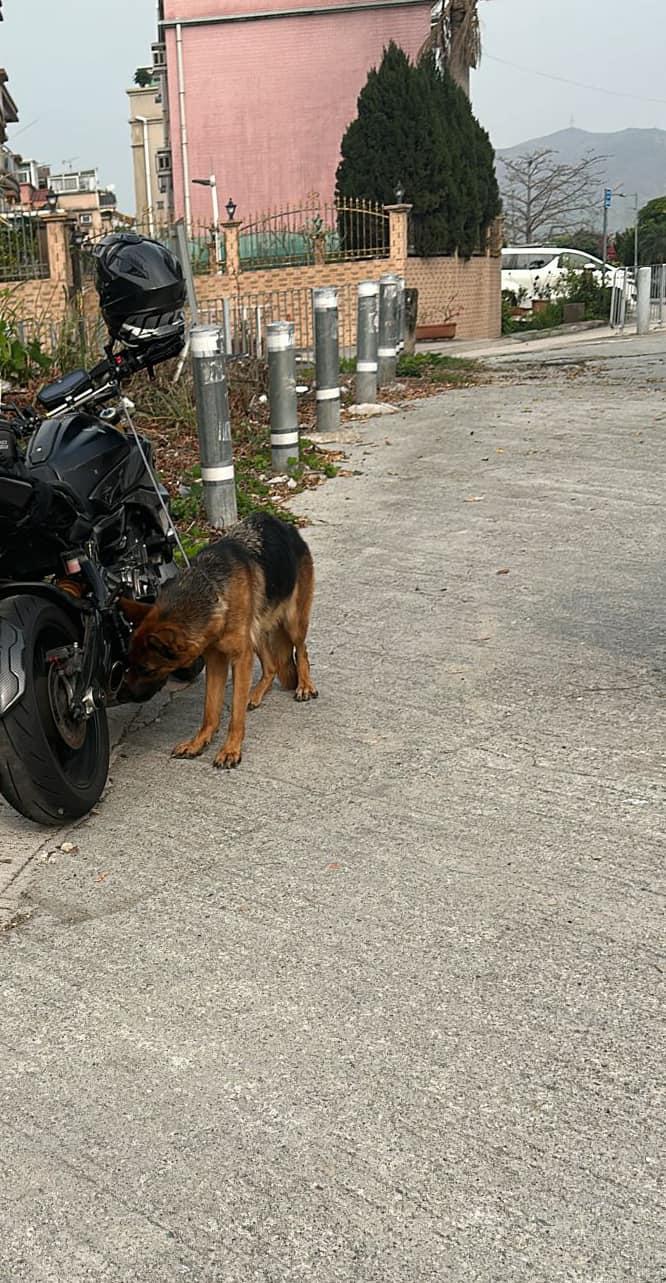 一貓手骨折斷未獲醫治,一狼狗骨瘦如柴。(FB)