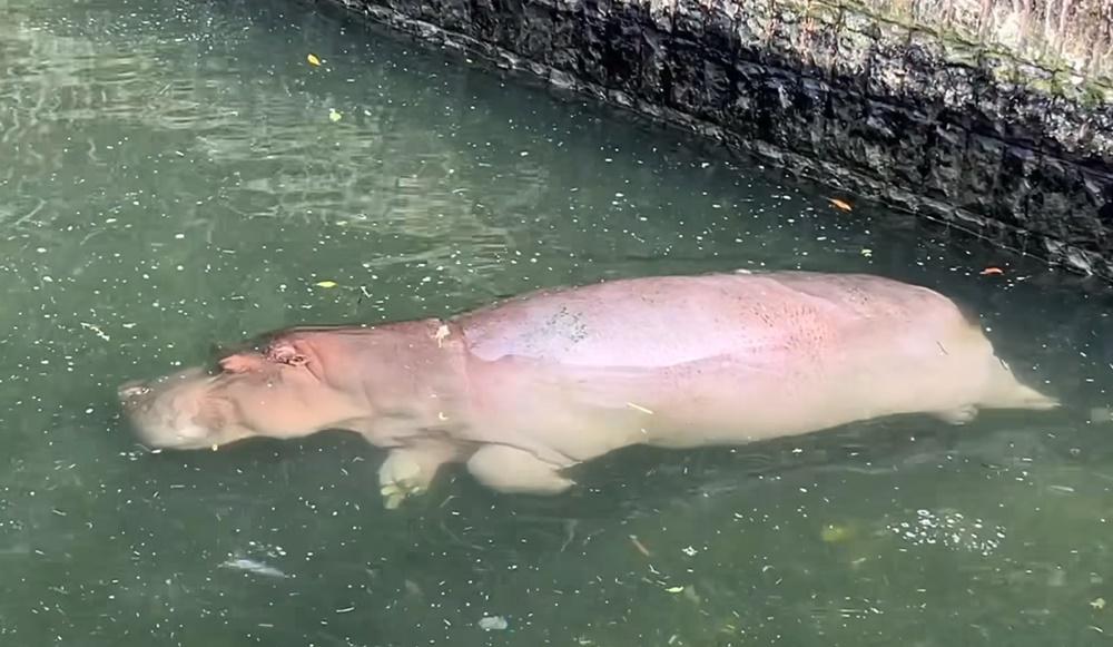 動物園進一步解釋,河馬有時3分鐘後才會換氣,「所以常嚇死遊客」。(FB)