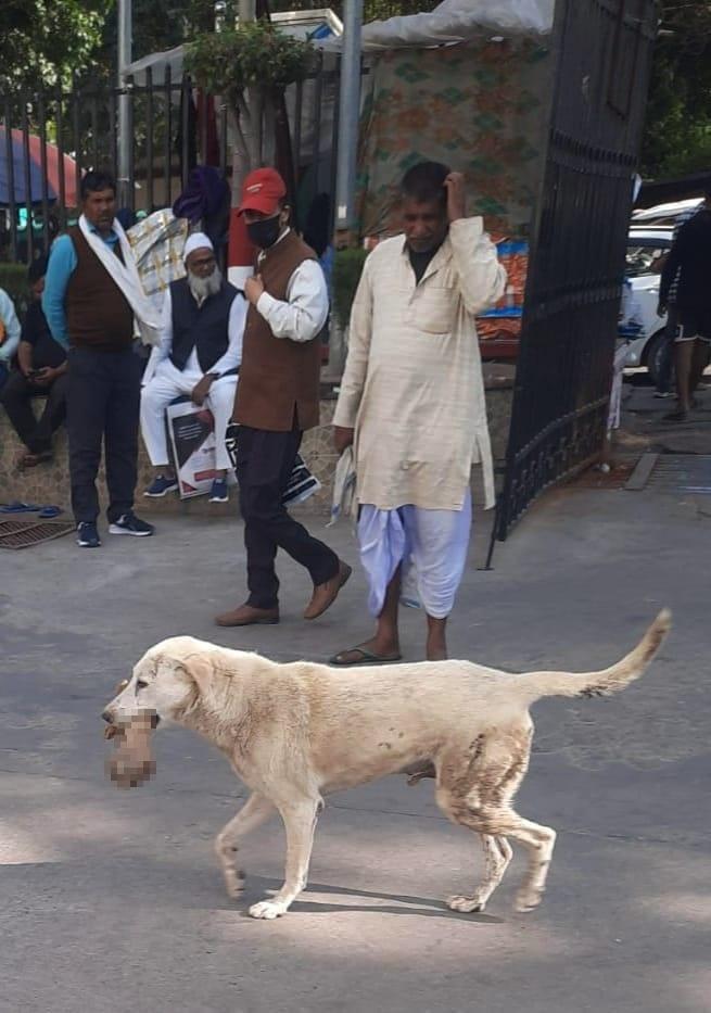 一隻流浪狗在街道上,叼著一隻人類的斷手走過,畫面令前來就醫的人們大感震驚。(X)