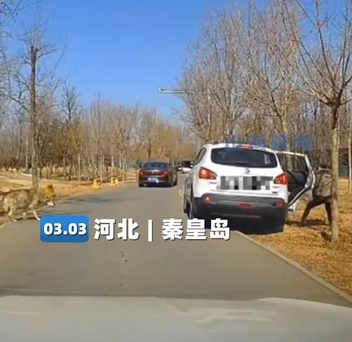不遠處有一隻狼悄悄靠近,司機立即瘋狂響按示警。(微博)