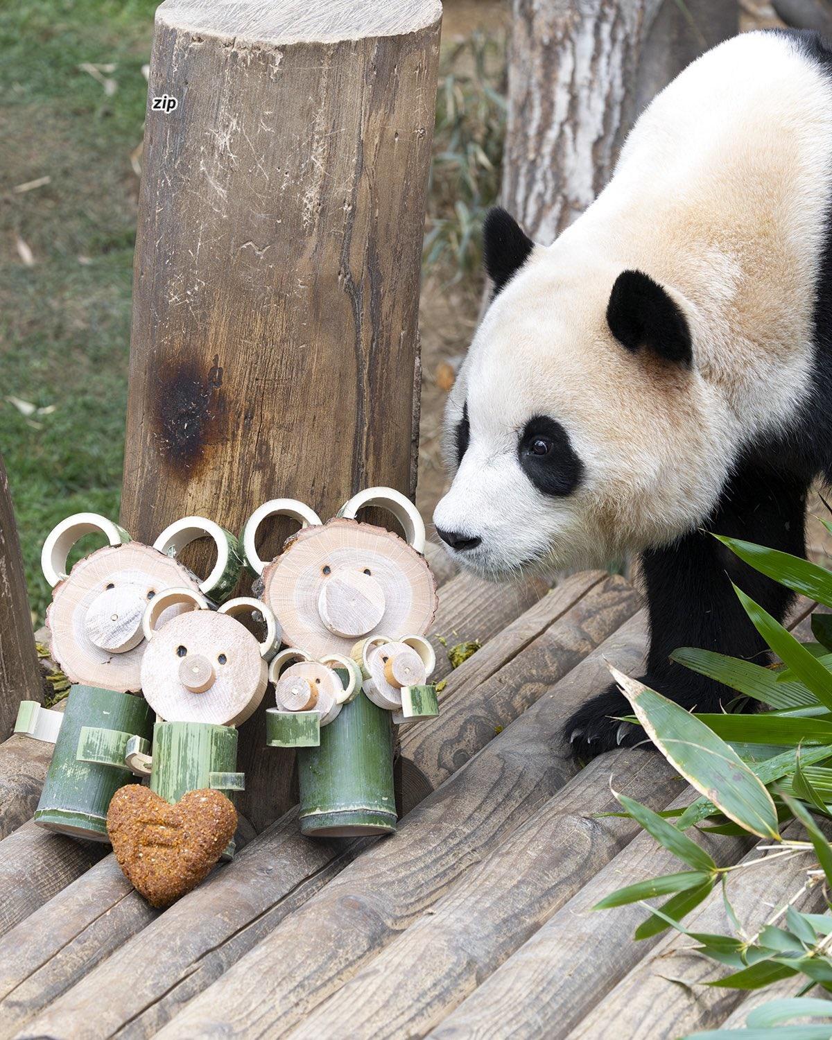 福寶被粉絲們暱稱為「福公主」。(X)