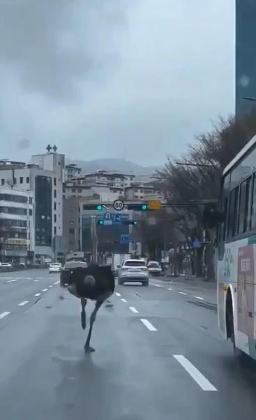 目擊鴕鳥進入行車隧道,在馬路上高速奔馳,還與巴士並駕齊驅,令繁忙時間的交通更加混亂。(X)