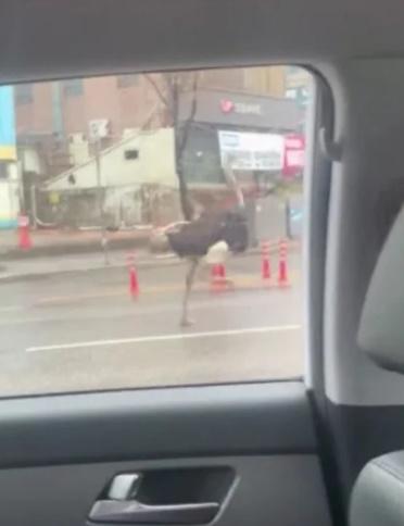 目擊鴕鳥進入行車隧道,在馬路上高速奔馳,還與巴士並駕齊驅,令繁忙時間的交通更加混亂。(X)