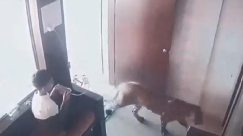 男童坐在大堂售票處的長椅上玩手機,詎料一隻花豹突然進來,距離幾乎只有一呎。(X)