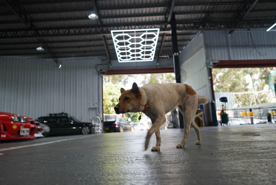 狗店長Elsa。(毛孩關愛組@FB)