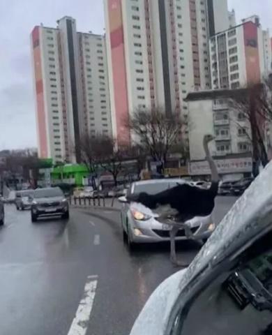 目擊鴕鳥進入行車隧道,在馬路上高速奔馳,還與巴士並駕齊驅,令繁忙時間的交通更加混亂。(X)