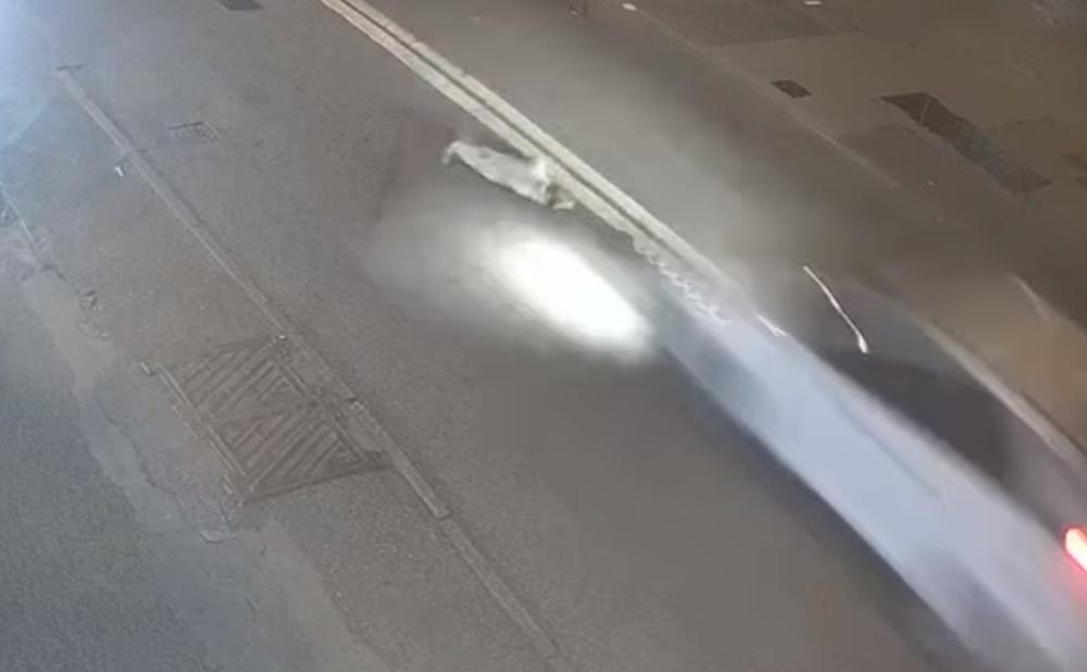 CCTV片段顯示, Elsa先後被兩架車高速撞過。(毛孩關愛組@FB)