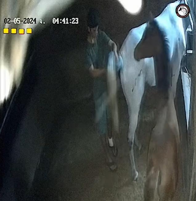 CCTV片段顯示,男子將手伸入馬匹生殖器內性侵過程。(FB)