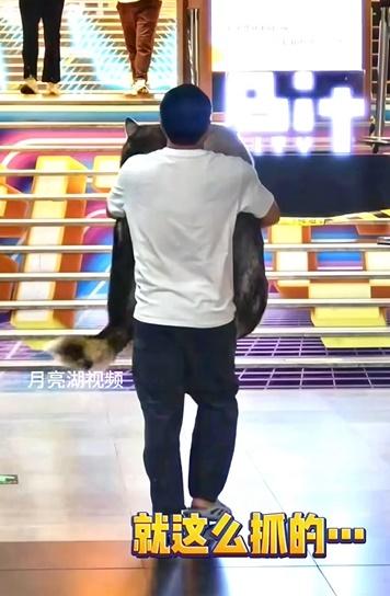 大部分哈士奇在約1小時後都順利回到店內。(微博)