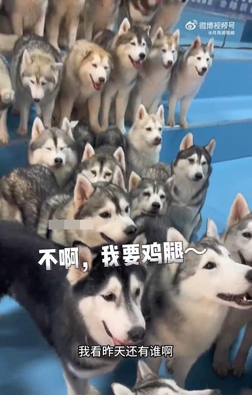 晚餐雞脾被扣起作為象徵性的懲罰。(微博)