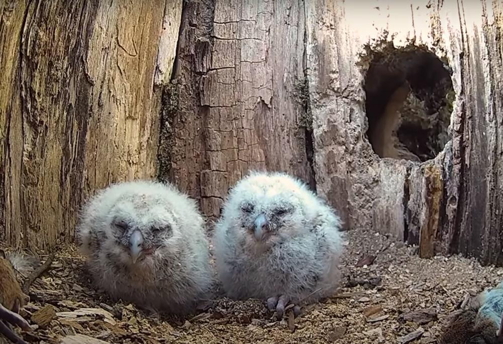 Robert Fuller將幼鳥放進去,還準備了幾隻死老鼠讓Luna給牠們餵食。(YouTube)