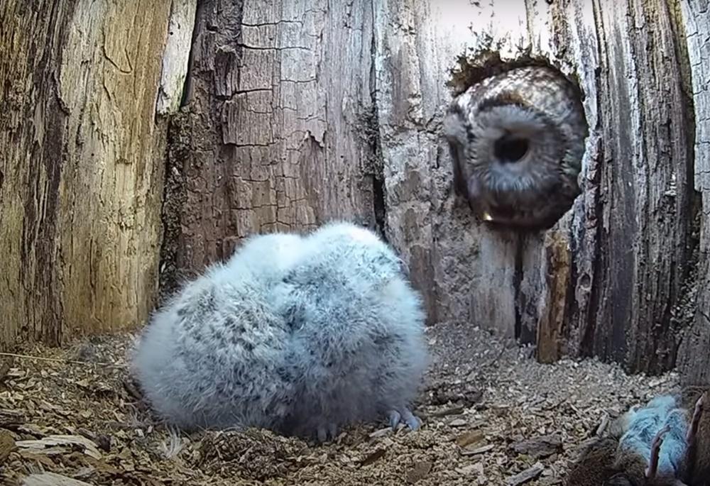 孵蛋失敗貓頭鷹回巢驚見2孤兒,驚喜一擁入懷獲回報。(YouTube)