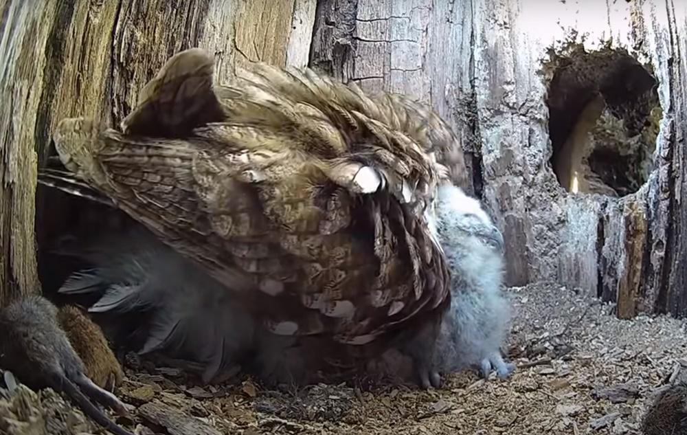 Luna回巢當刻,一看到兩隻陌生幼鳥,二話不說卻上前將牠們一擁入懷。(YouTube)