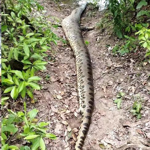 本月24日,Ana Julia的屍骸卻被發現於巴西南部農村地區的河中。(X)