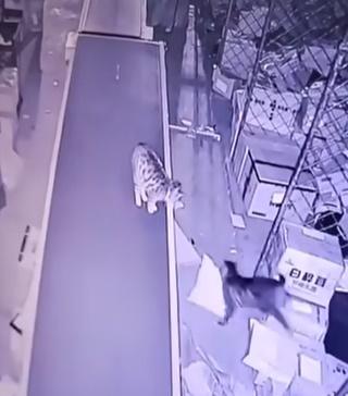 一隻虎斑貓擔任搬運,闖入貨架叼走一包貓糧。(bilibili)