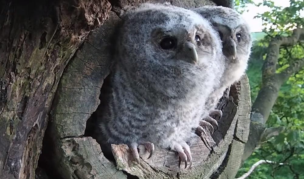 孤兒BB羽翼漸長。(YouTube)