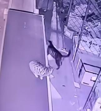 由於非常沉重,貓咪半叼半拖,走路呈現開衩姿勢似乎很吃力。(bilibili)