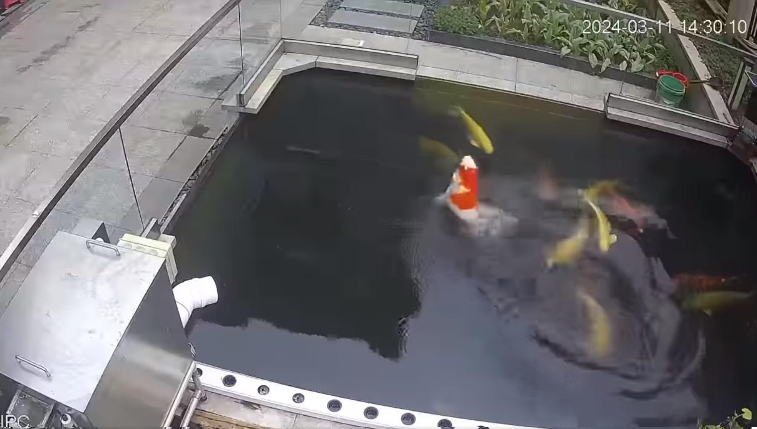 錦鯉疑似遇溺逐格睇。(網片截圖)