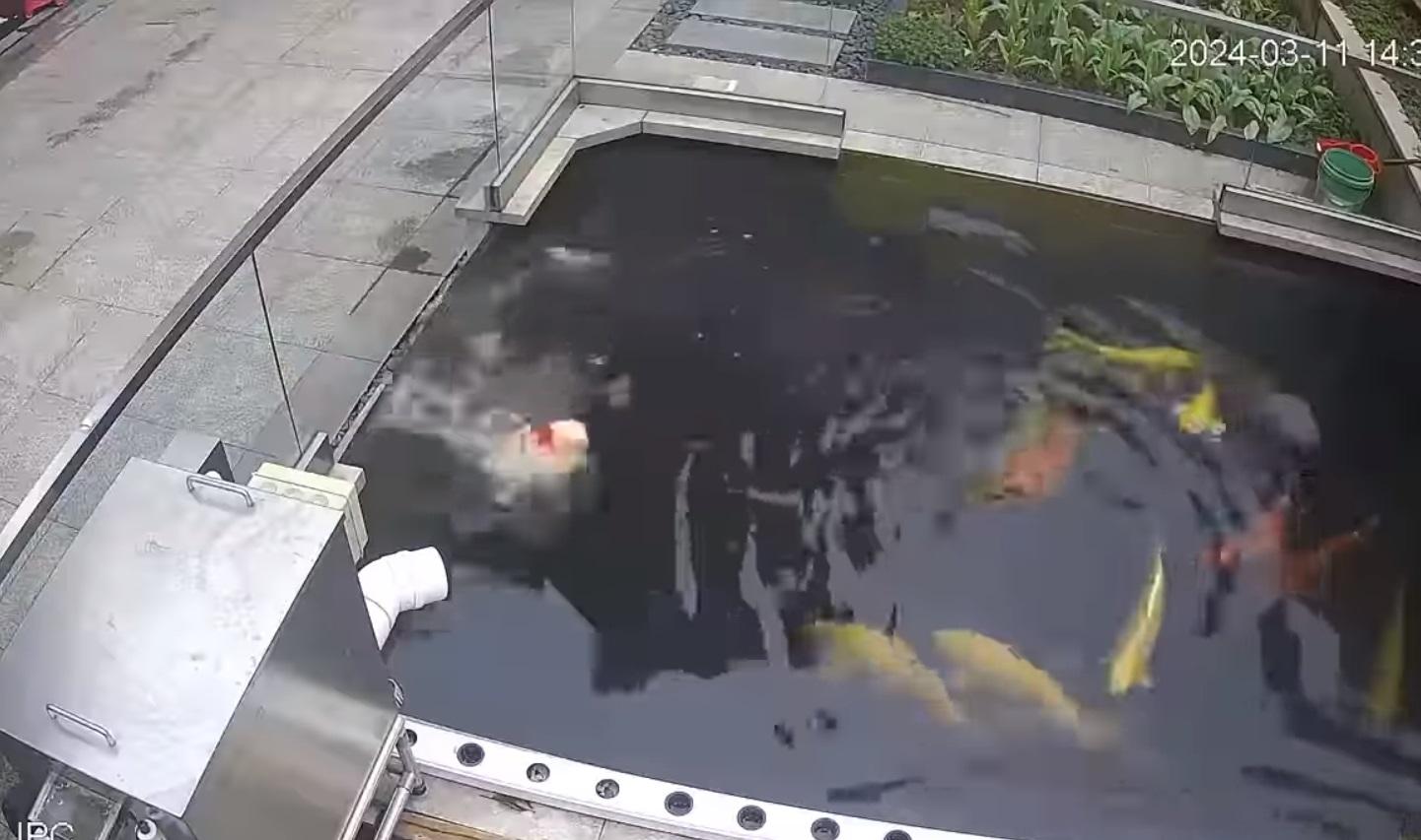錦鯉疑似遇溺逐格睇。(網片截圖)