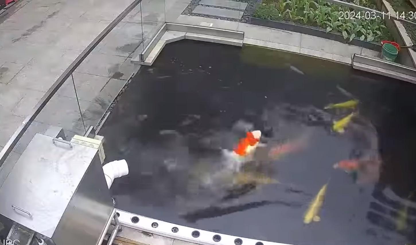 錦鯉疑似遇溺逐格睇。(網片截圖)