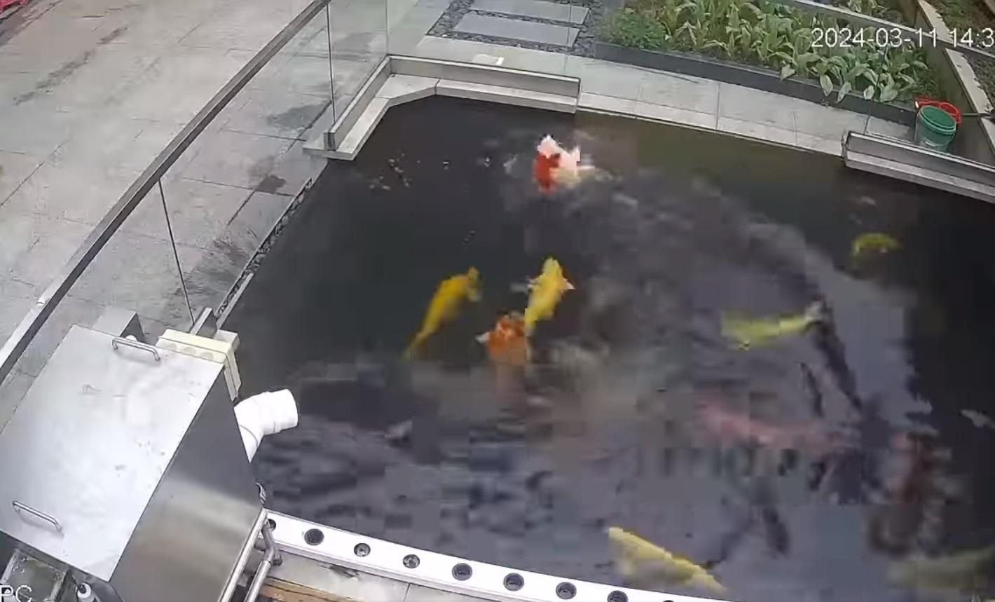 錦鯉疑似遇溺逐格睇。(網片截圖)