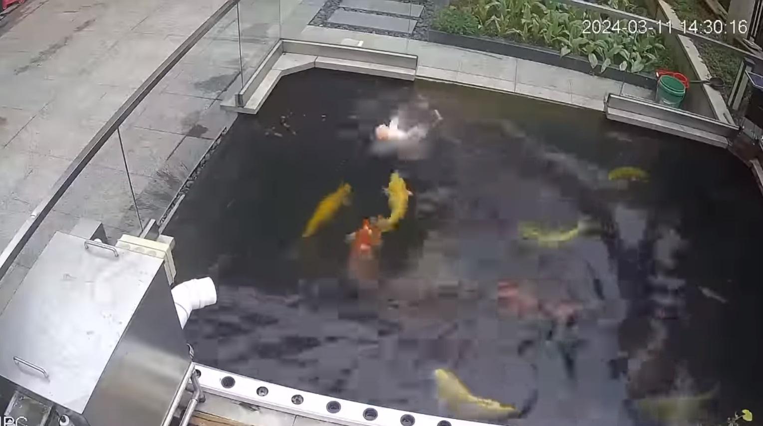 錦鯉疑似遇溺逐格睇。(網片截圖)