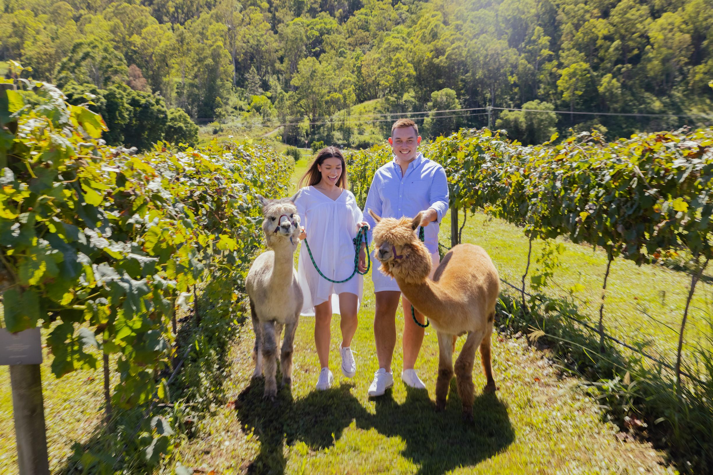 可倫賓野生動物園Currumbin Wildlife Sanctuary